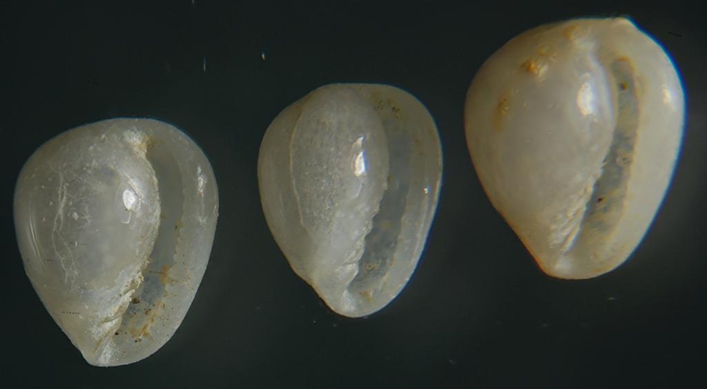 Granulina marginata ? 2